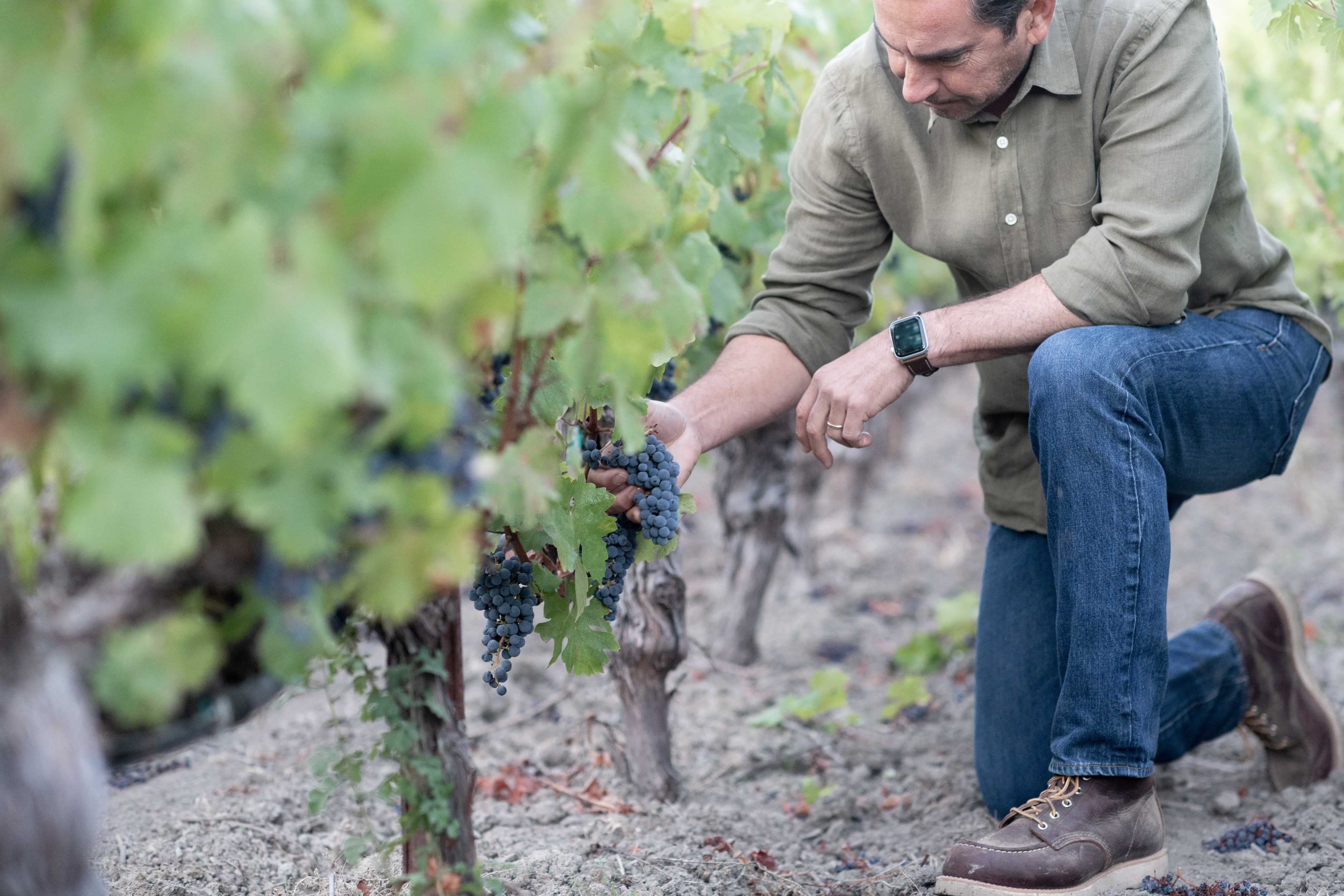 Rutherford Hill Winery vineyard view