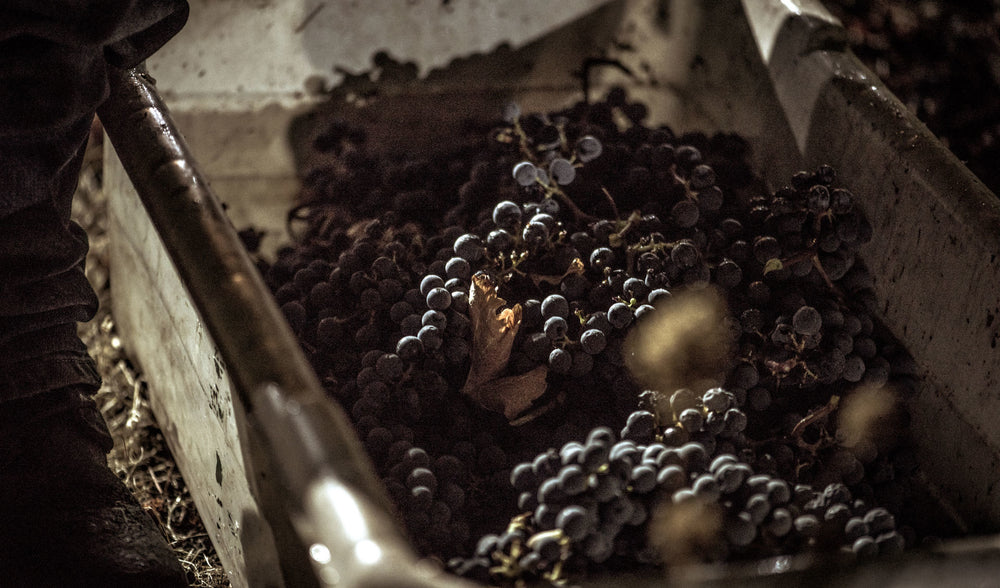 Image of To Kalon Vineyard Company Cabernet Sauvignon wine grapes in a harvest bin